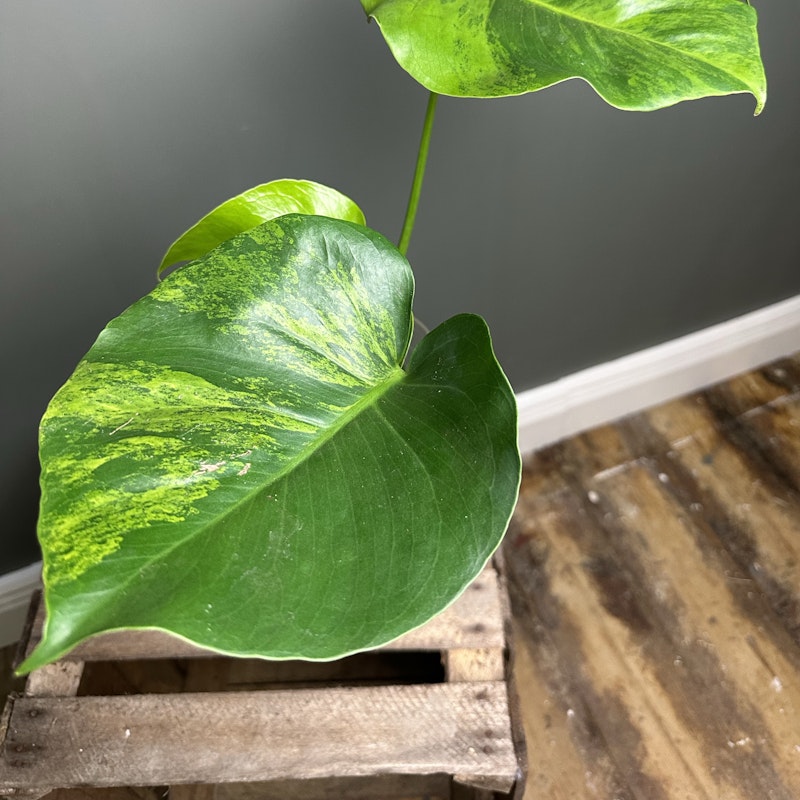 MonsteraX Marketplace | Monstera green on green large form 🌱 - $670