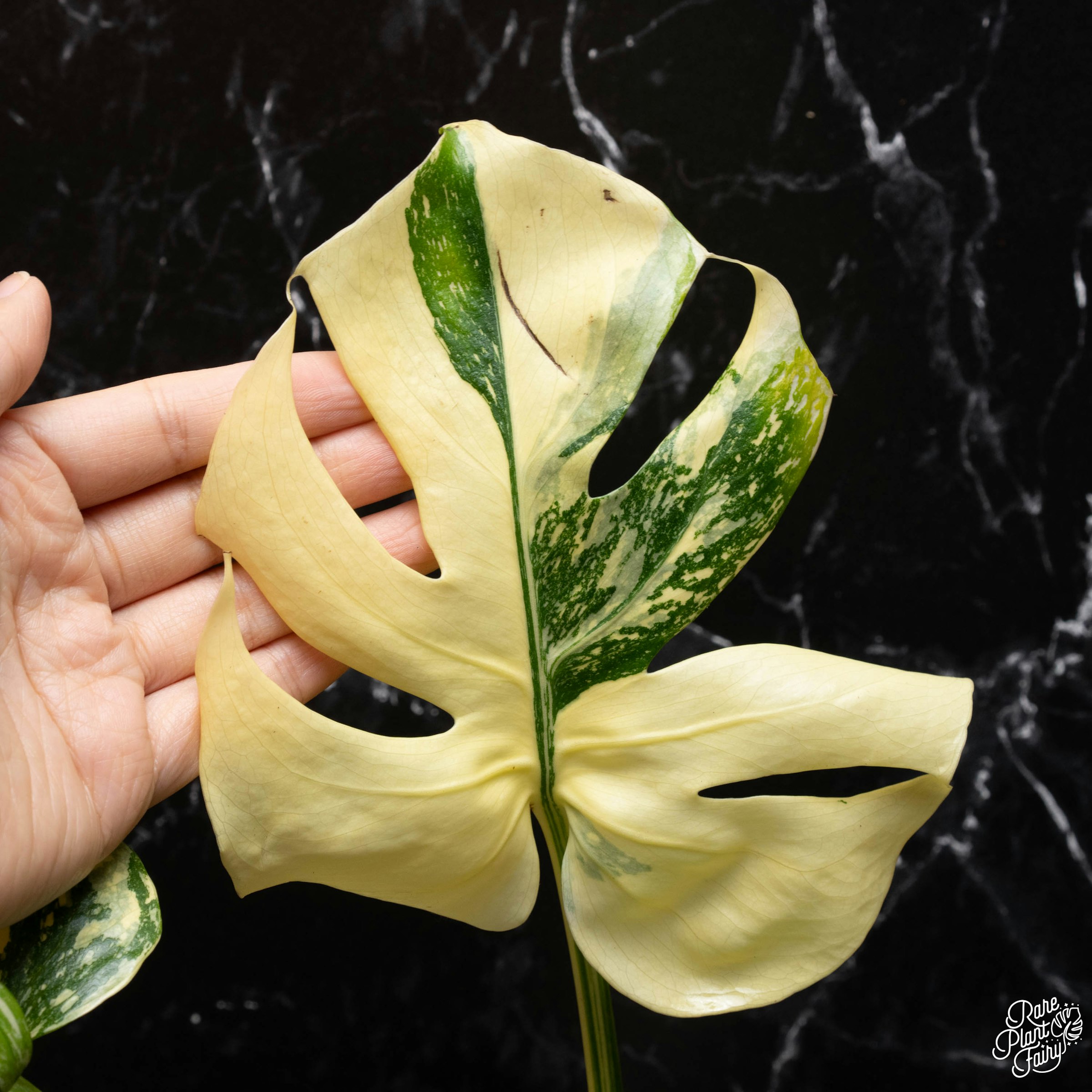 MonsteraX Auctions | Monstera deliciosa 'thai constellation MonsteraX Auctions | Monstera deliciosa 'thai constellation