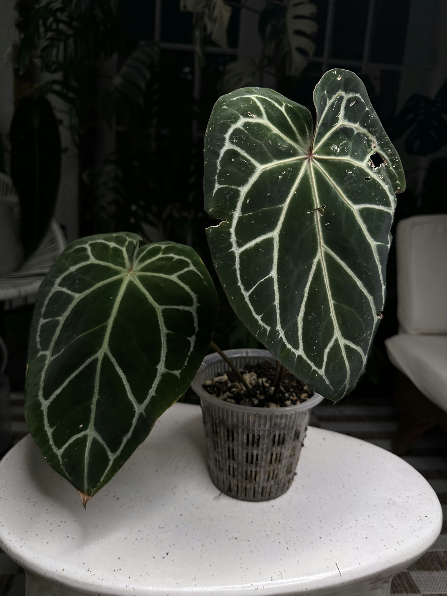 MonsteraX Marketplace | Anthurium doc block f2 magnificum MonsteraX Marketplace | Anthurium doc block f2 magnificum