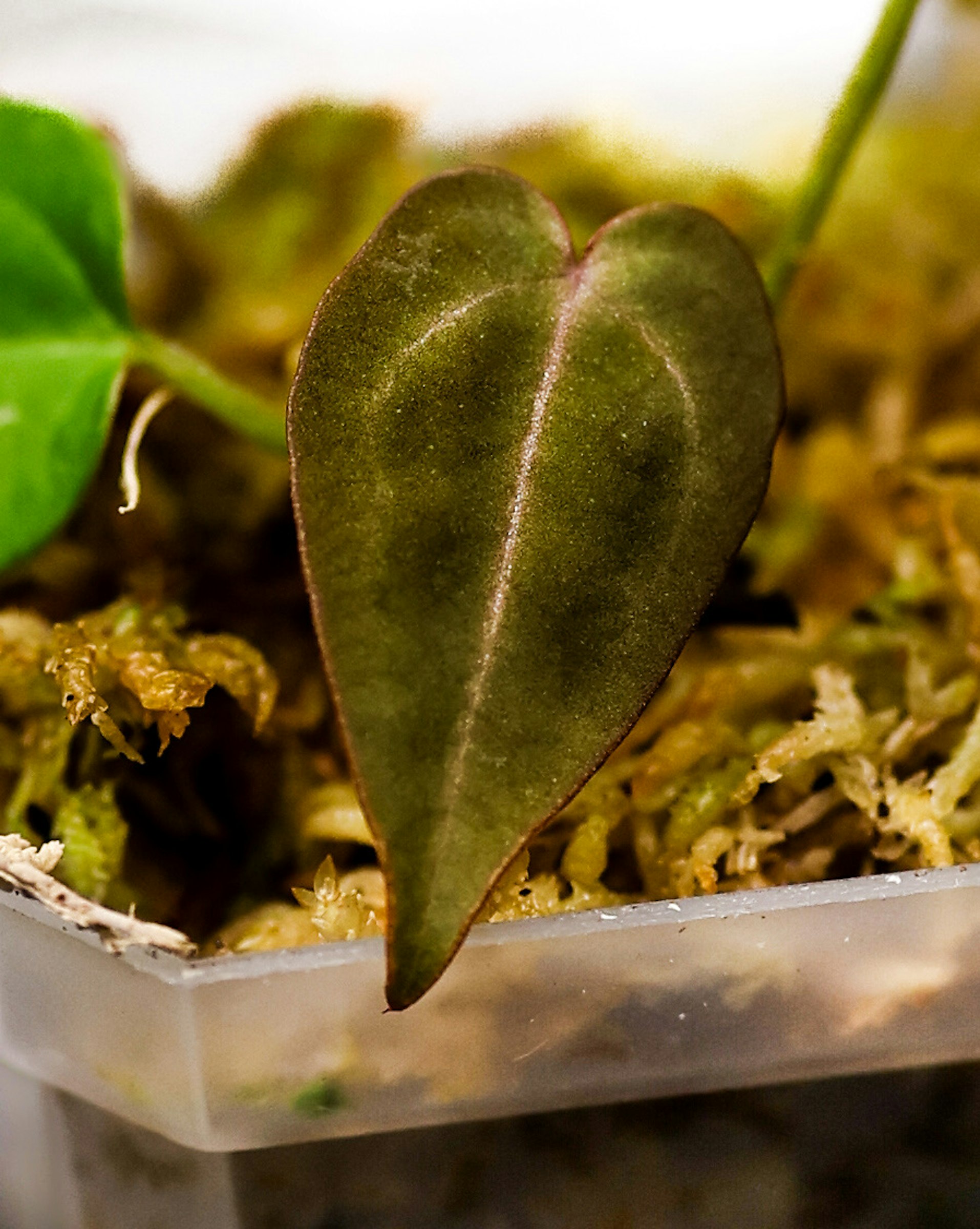 MonsteraX Marketplace | Anthurium michelle (by dr block) x MonsteraX Marketplace | Anthurium michelle (by dr block) x