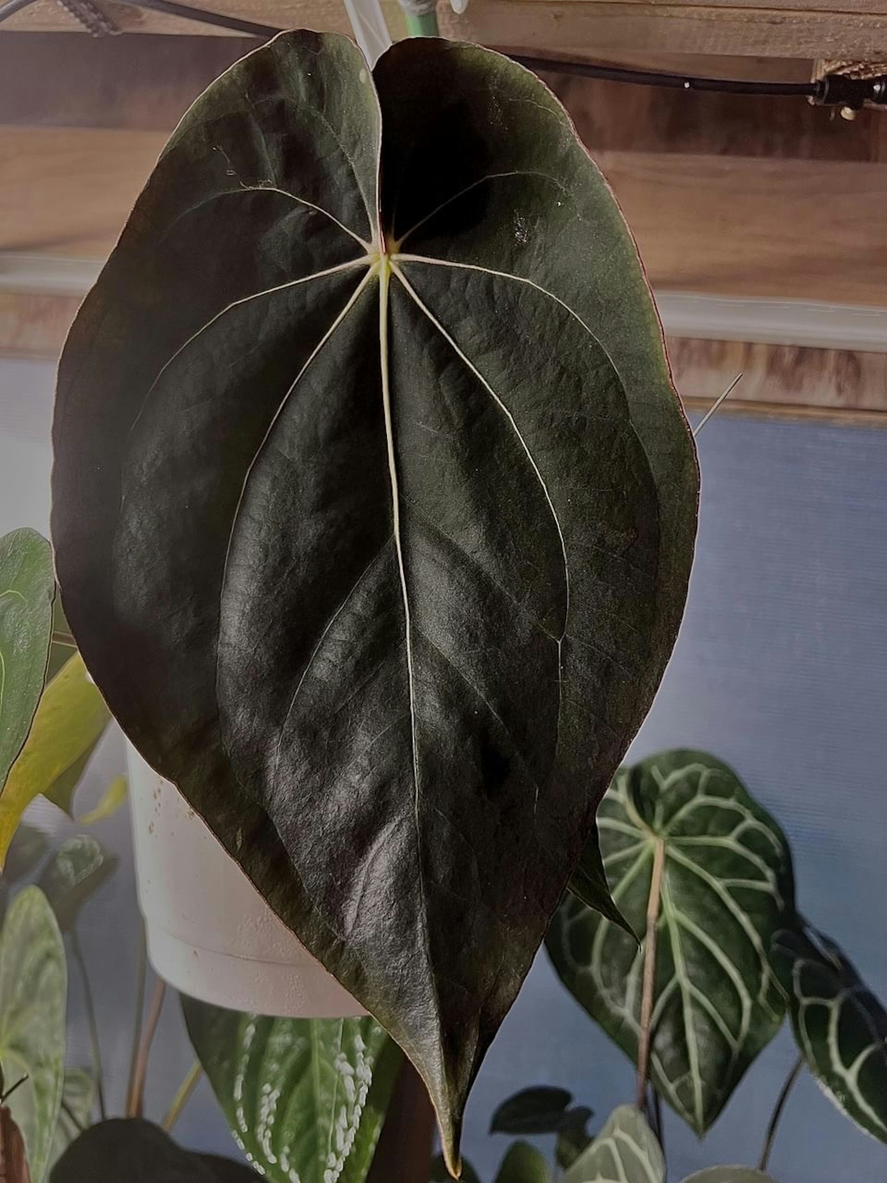 MonsteraX Marketplace | Anthurium (carlablackiae (ra clone MonsteraX Marketplace | Anthurium (carlablackiae (ra clone