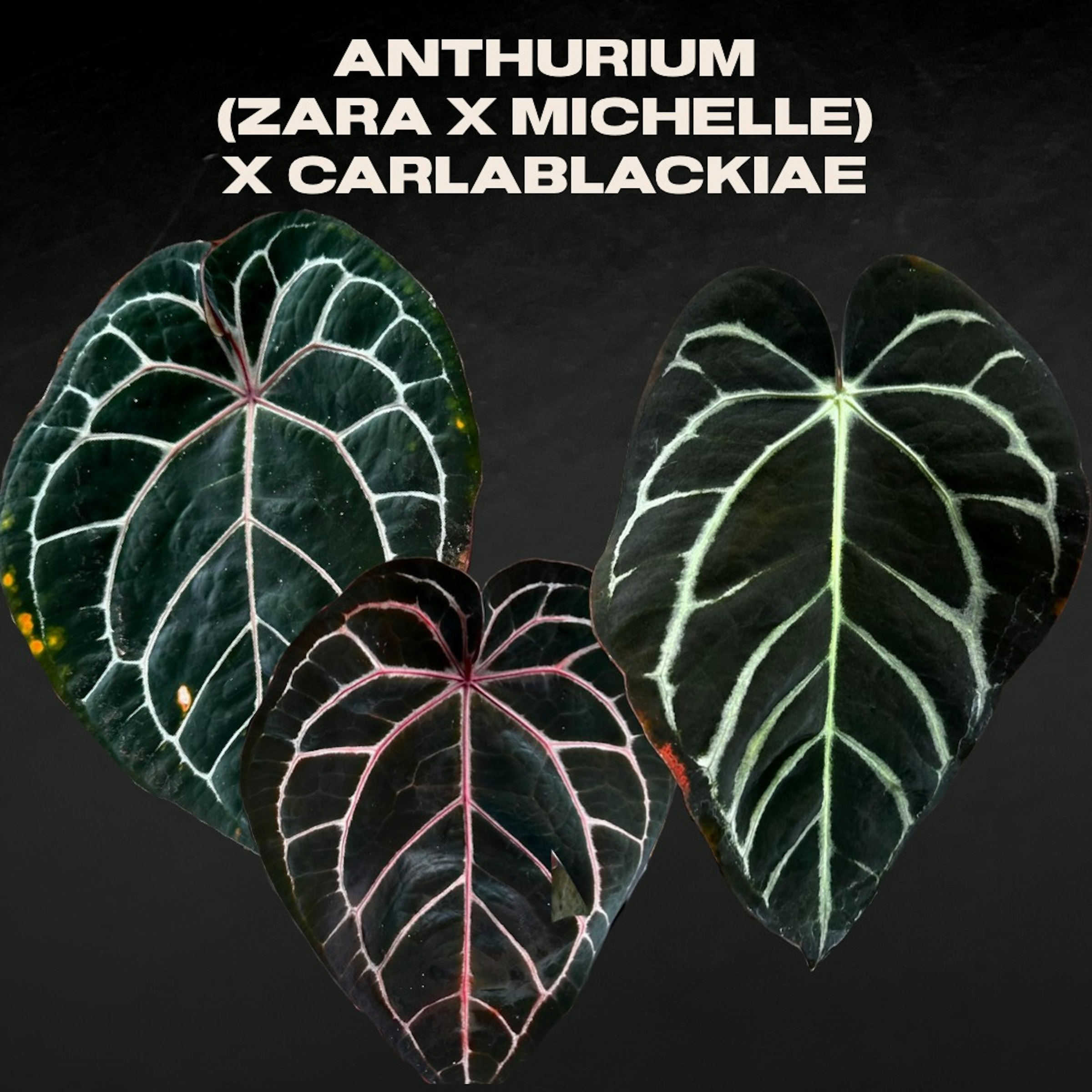 MonsteraX Marketplace | Anthurium (Zara x Michelle) x Carlablackiae OG5 🌱 - $55 MonsteraX Marketplace | Anthurium (Zara x Michelle) x Carlablackiae OG5 🌱 - $55